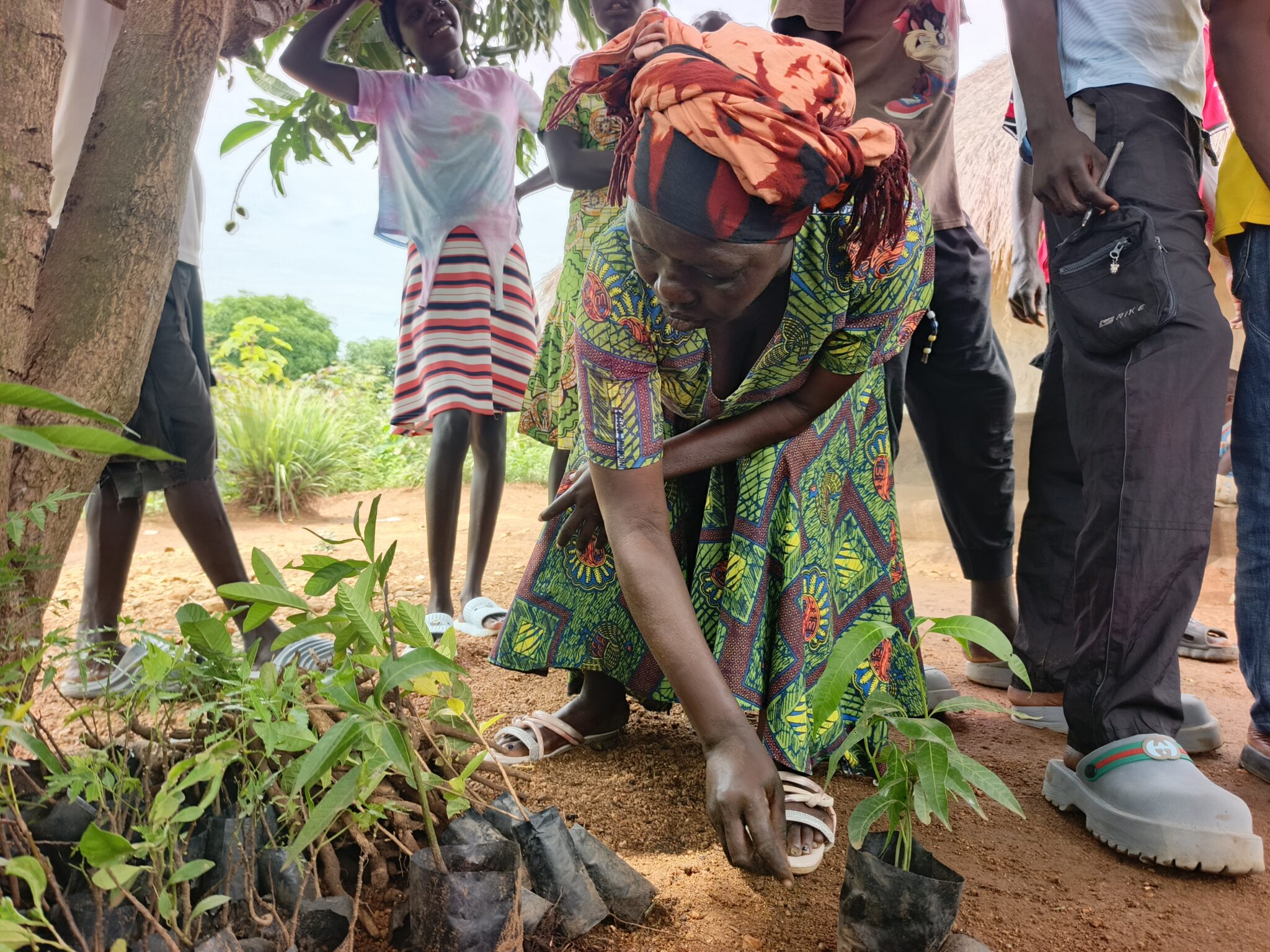 Local youths and a woman arranging young tree seedlings in small black polybags on red soil, ready for planting.
